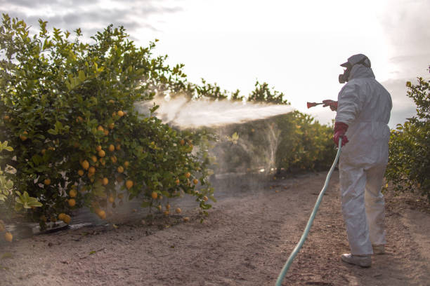 Trusted Lauderdale Lakes, FL Pest Control Experts
