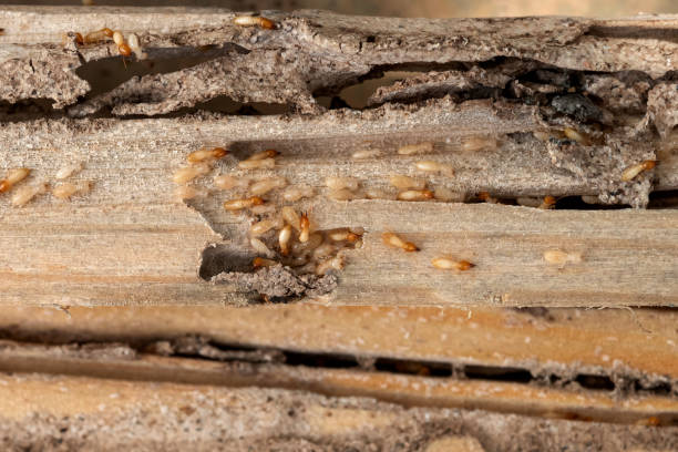 Best Local Pest Control Services  in Lauderdale Lakes, FL